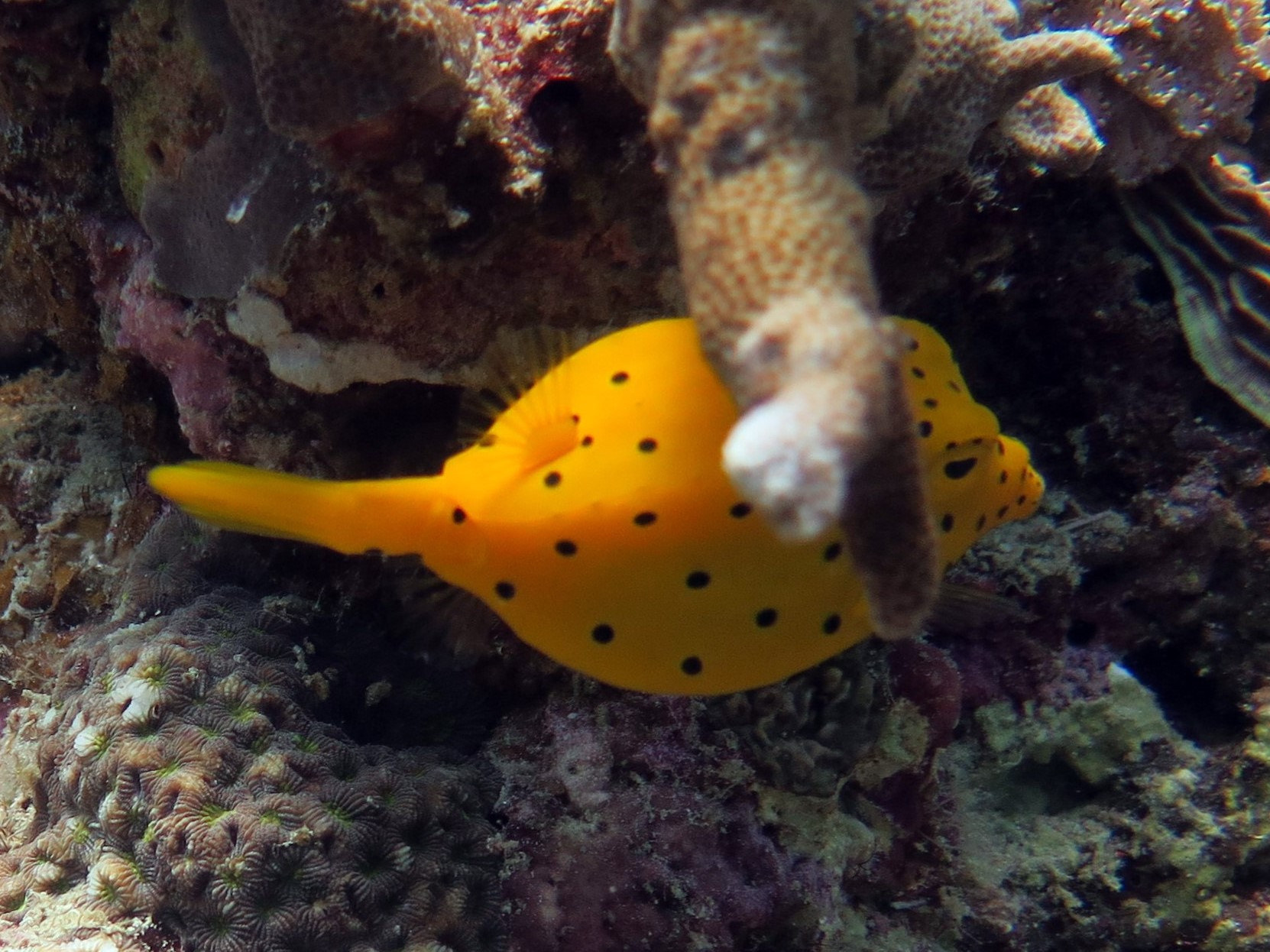 Talisay Wall Dive Site, Philippines