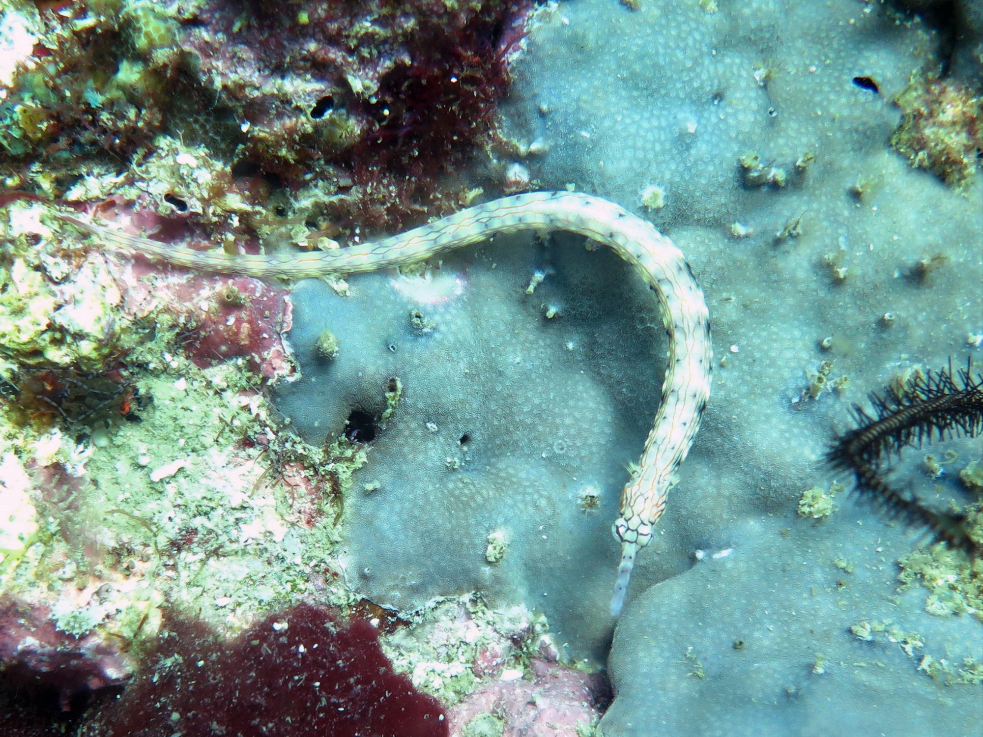 Pipefish