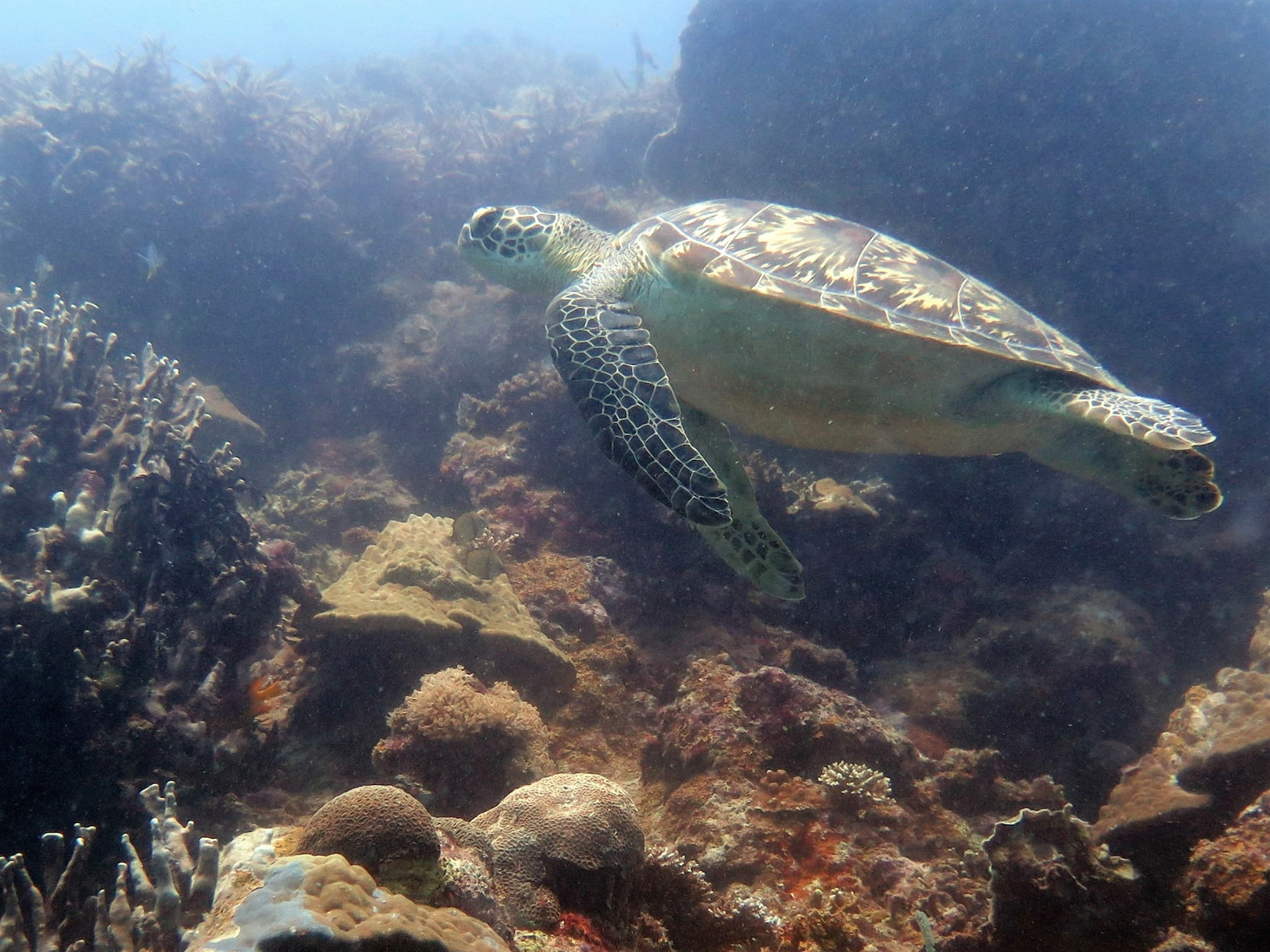 Kasai Wall Dive Site, Philippines