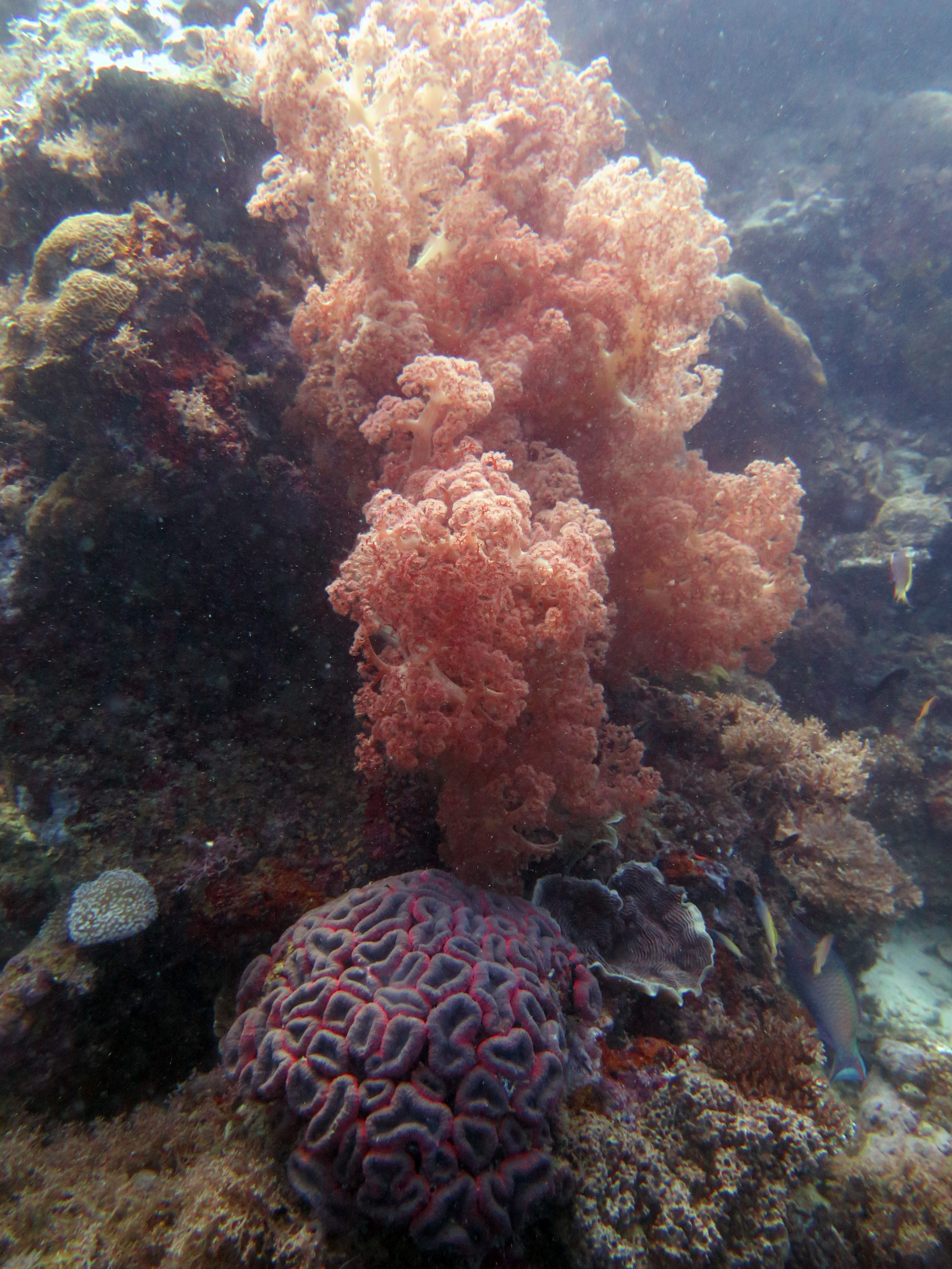 Dolphin House Dive Site, Филиппины