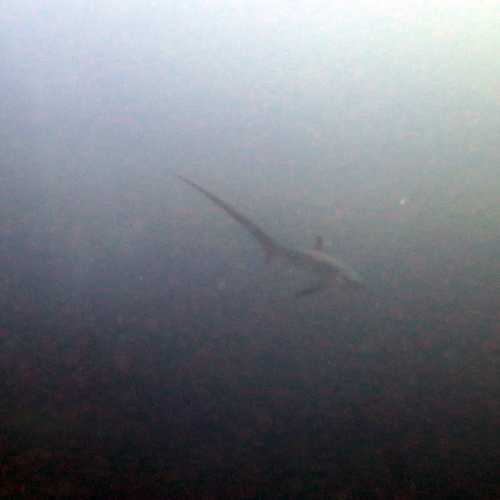 Thresher Shark