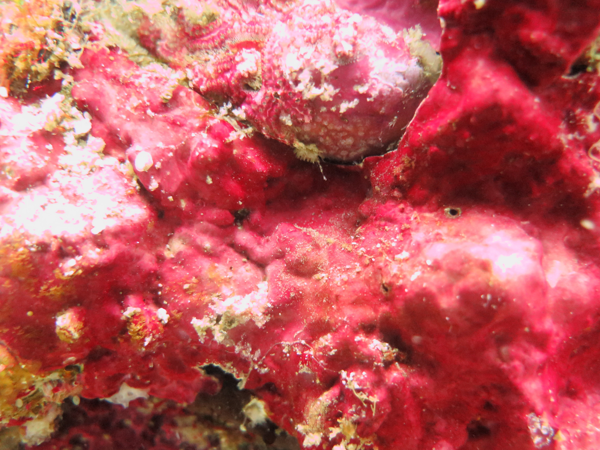 North Wall Dive Site, Philippines