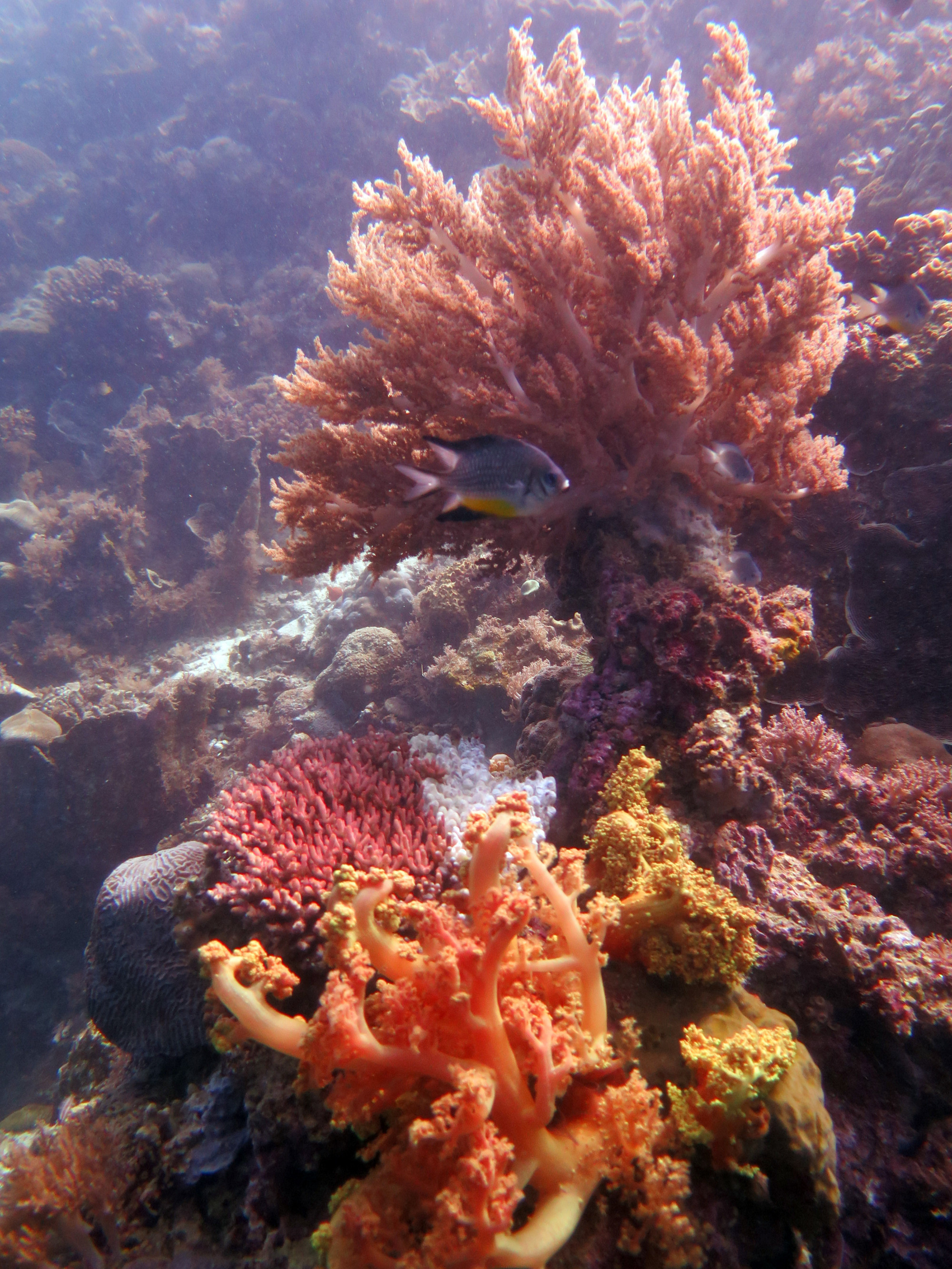 Dolphin House Dive Site, Philippines