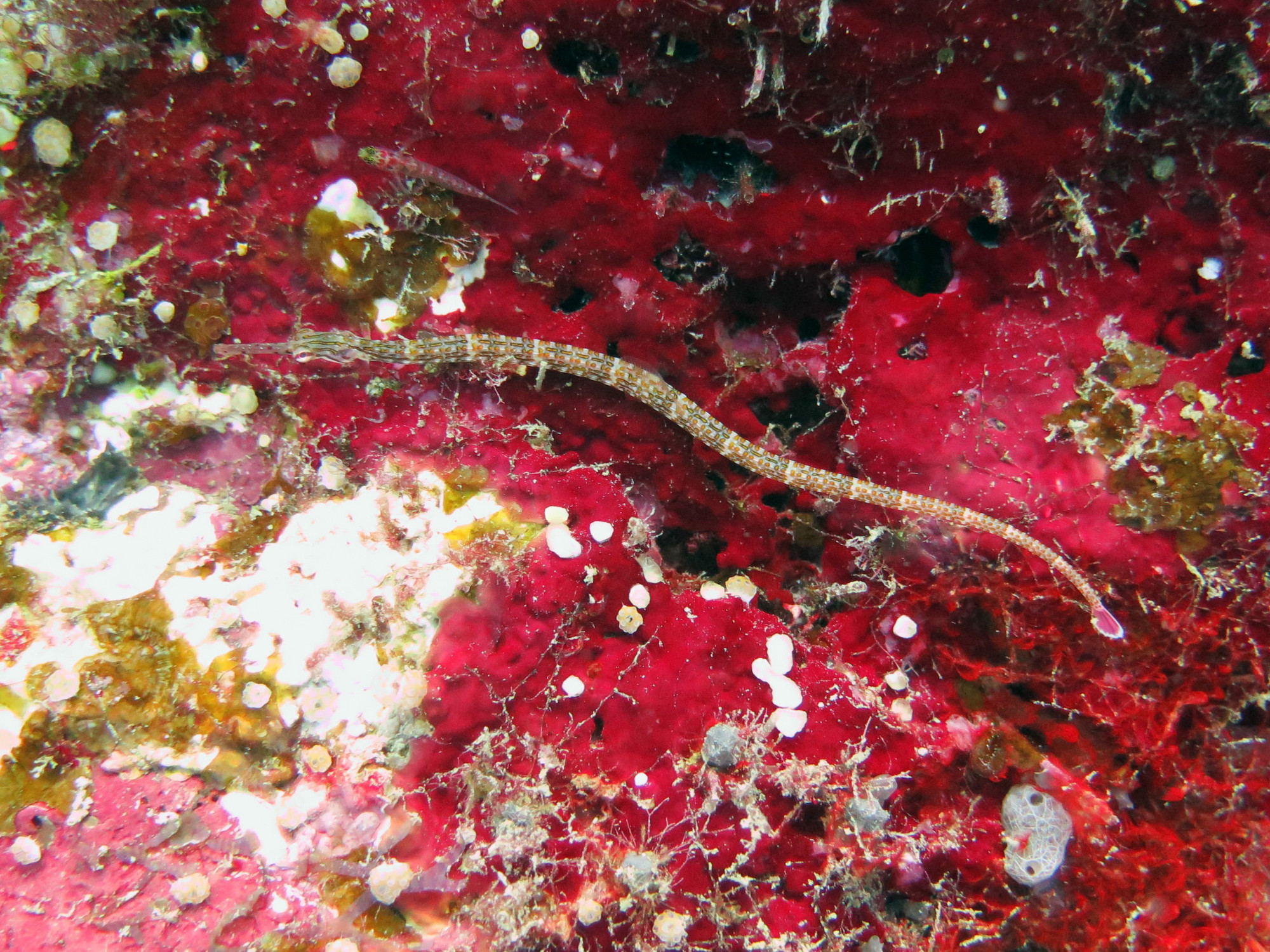 Steve's Bommie, Australia