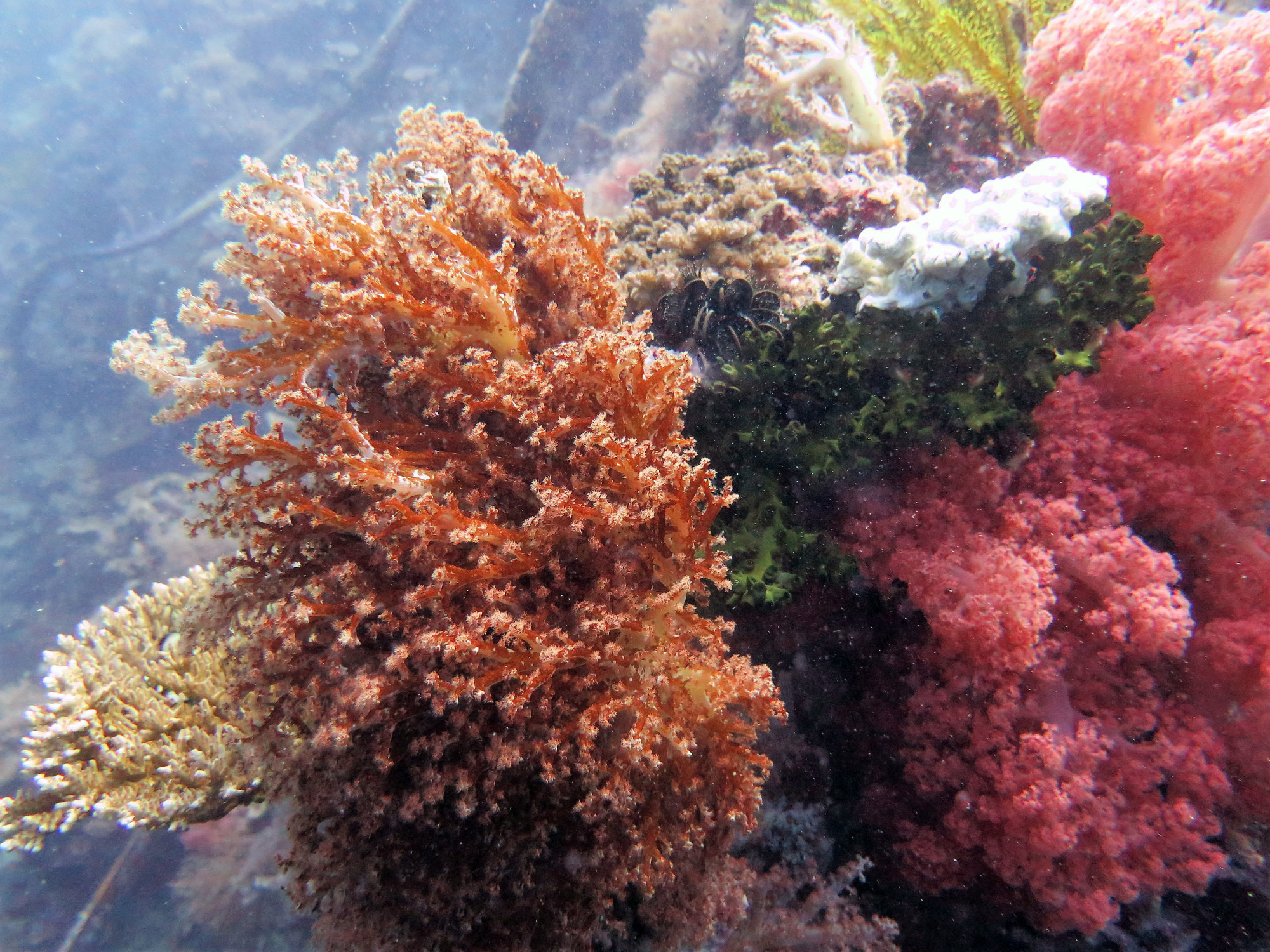 Dolphin House Dive Site, Филиппины