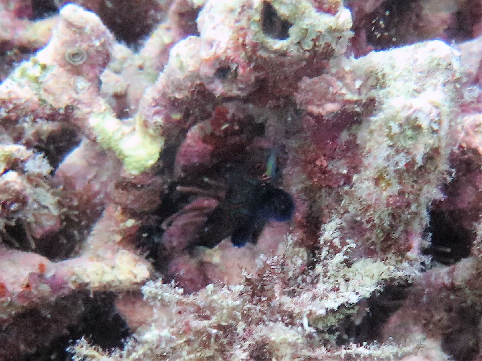 Lighthouse Dive Site, Philippines