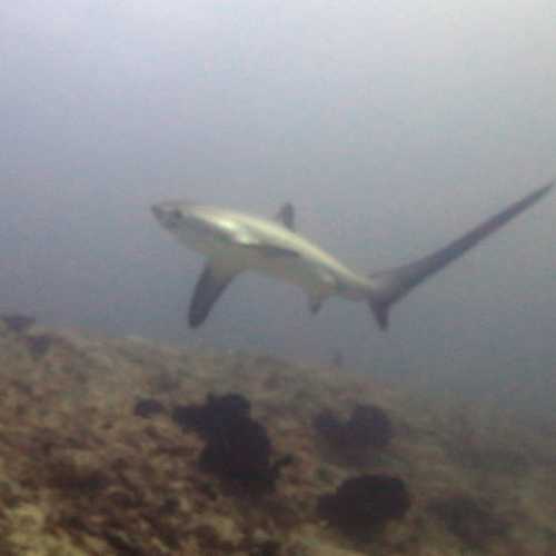 Thresher Shark