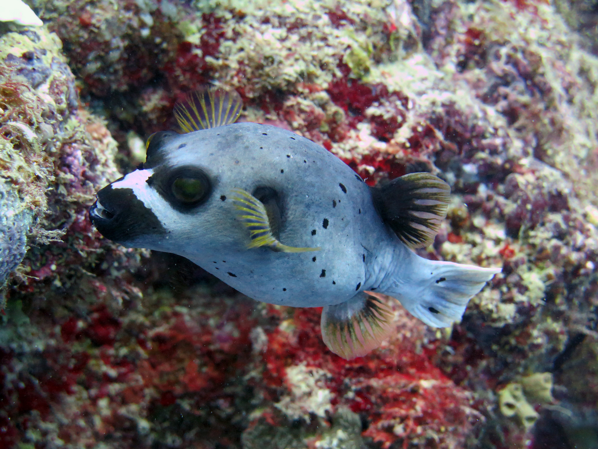 Puffer Fish