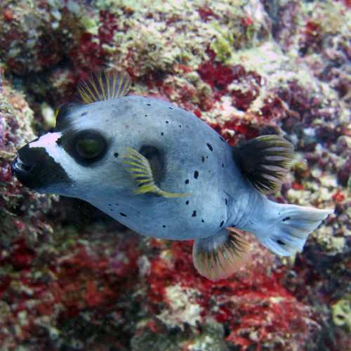 Steve's Bommie, Australia