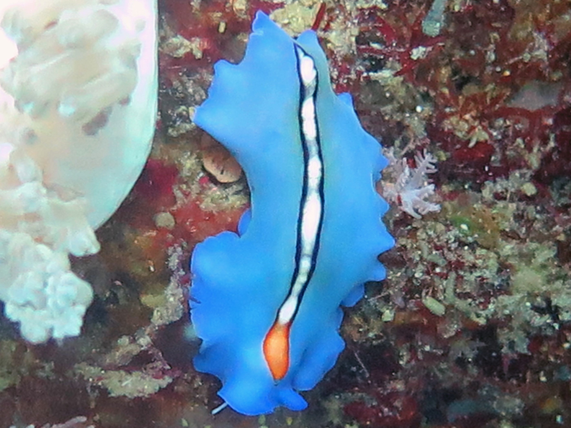 Nudibranch