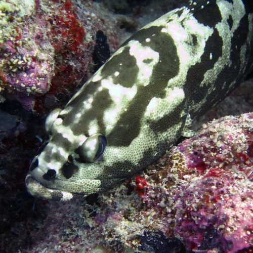 Steve's Bommie, Australia