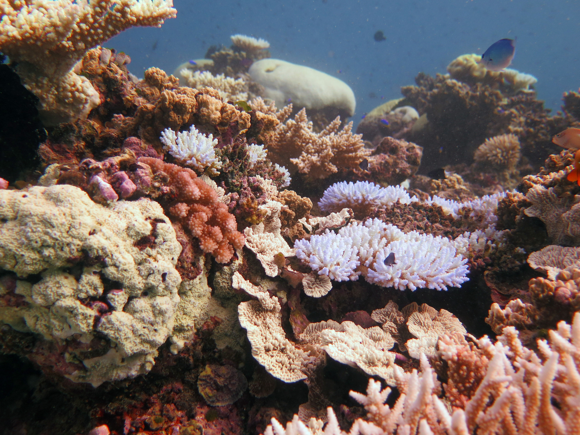 Steve's Bommie, Australia