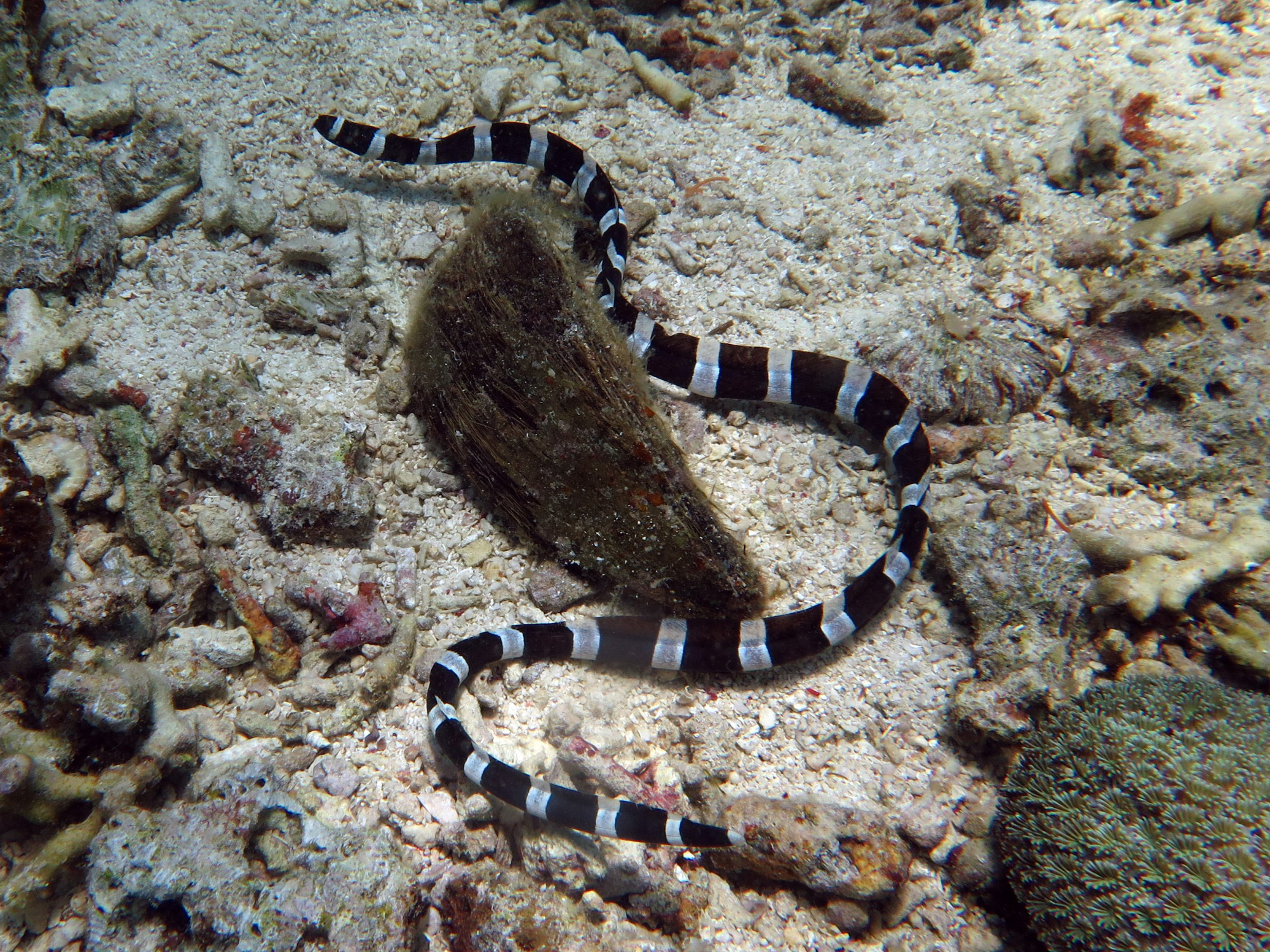 Talisay Wall Dive Site, Филиппины