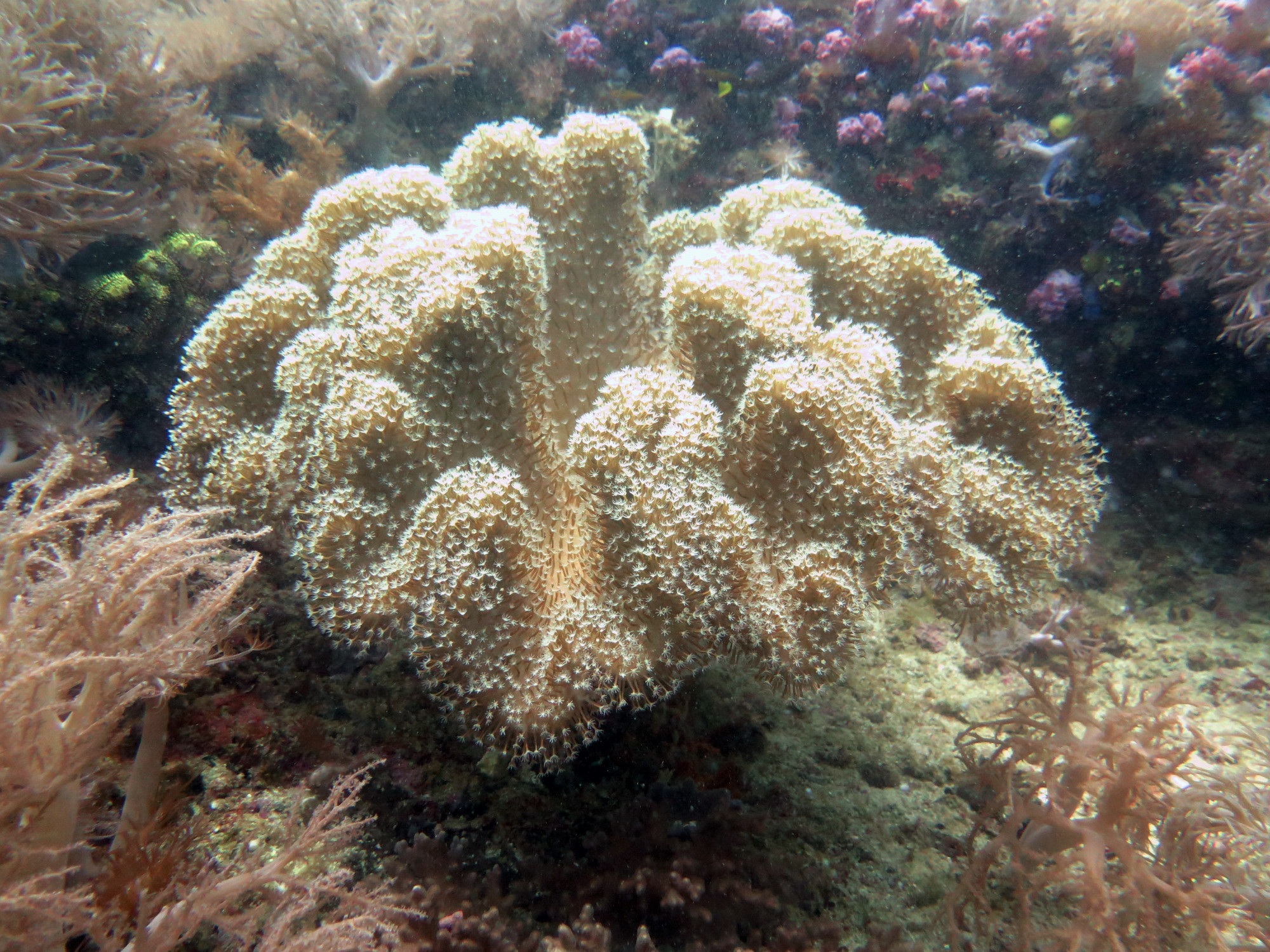 North Wall Dive Site, Филиппины