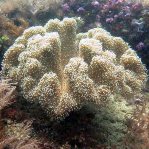 North Wall Dive Site, Philippines