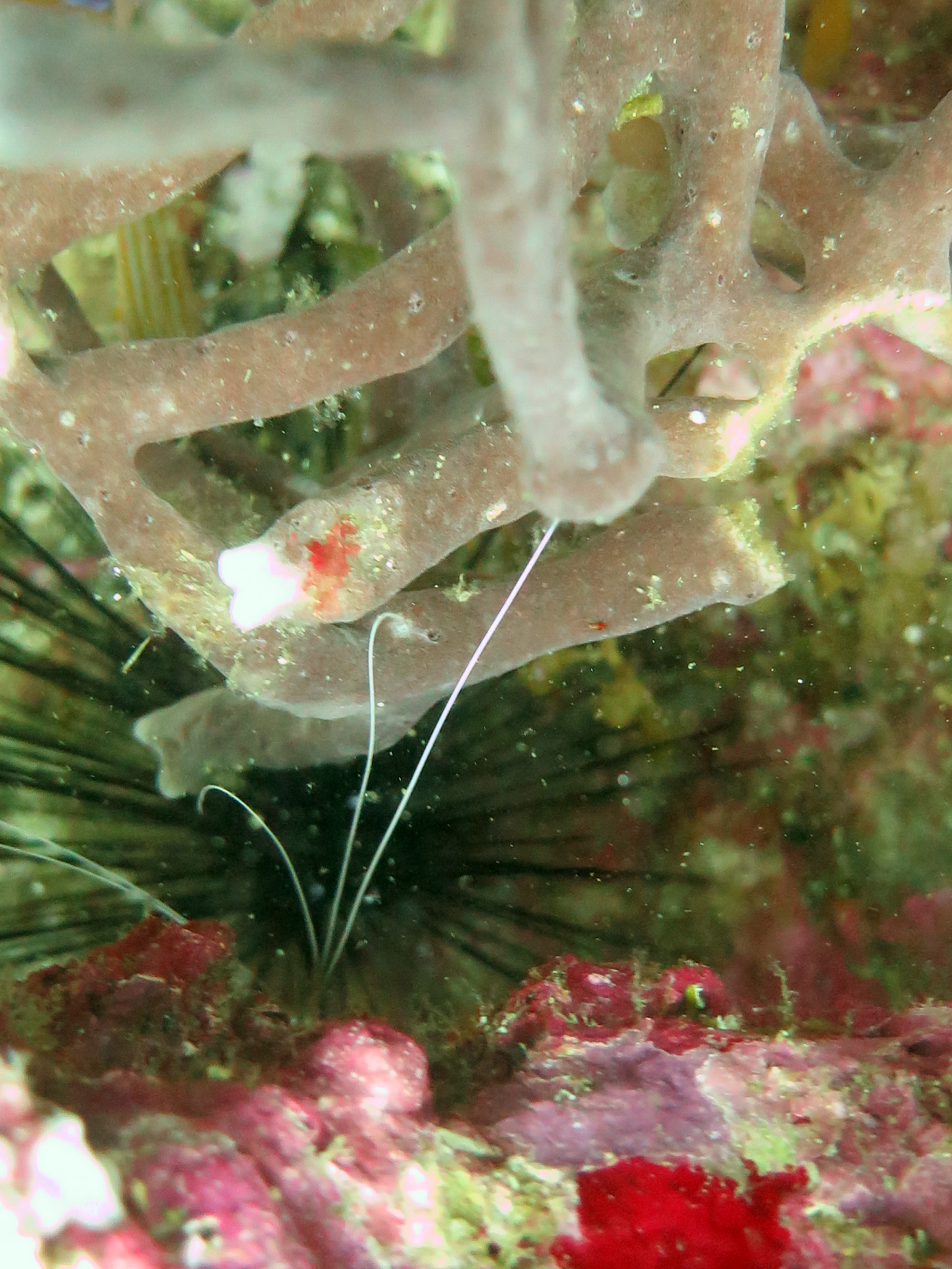 North Wall Dive Site, Филиппины