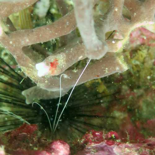 North Wall Dive Site, Филиппины