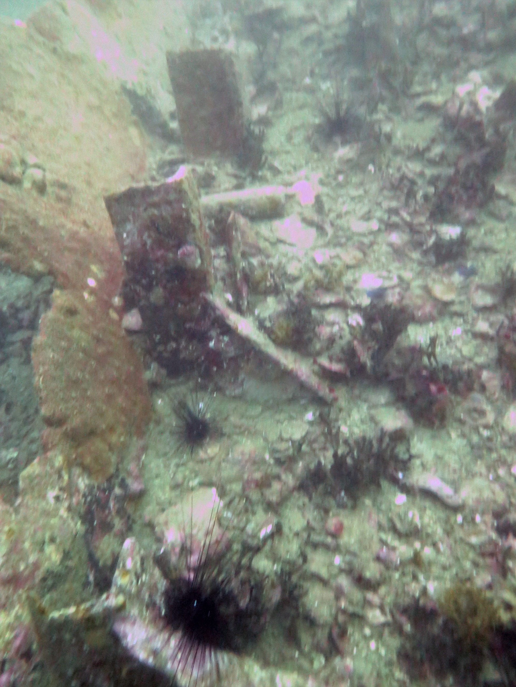 Tapilon ( Oakita Maru Dive Site, Philippines