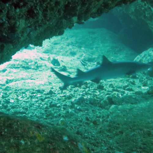 Gato cave eef shark
