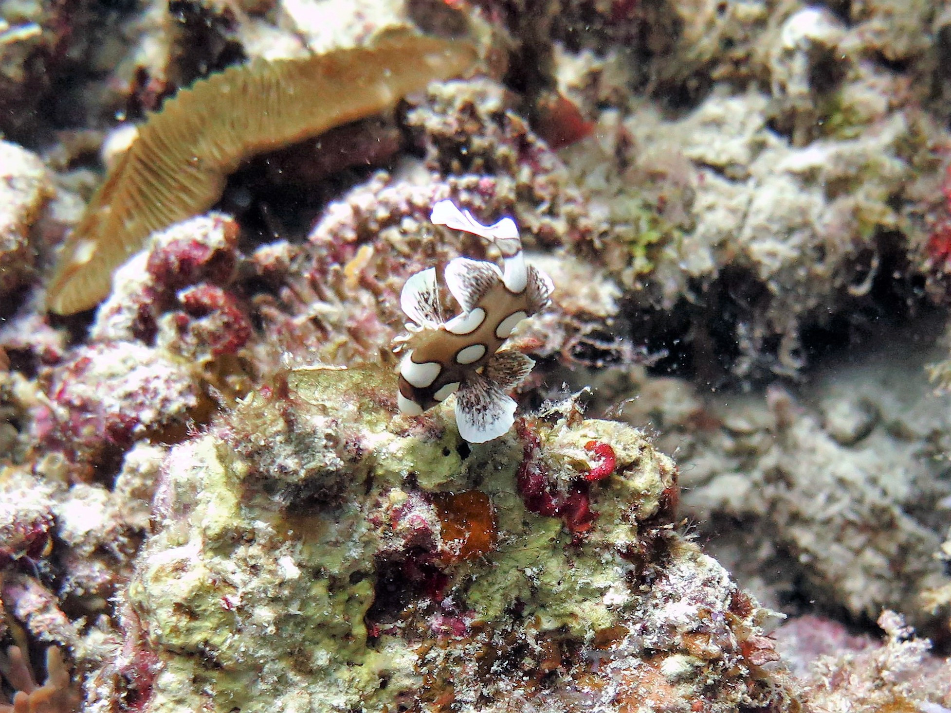 Talisay Wall Dive Site, Philippines