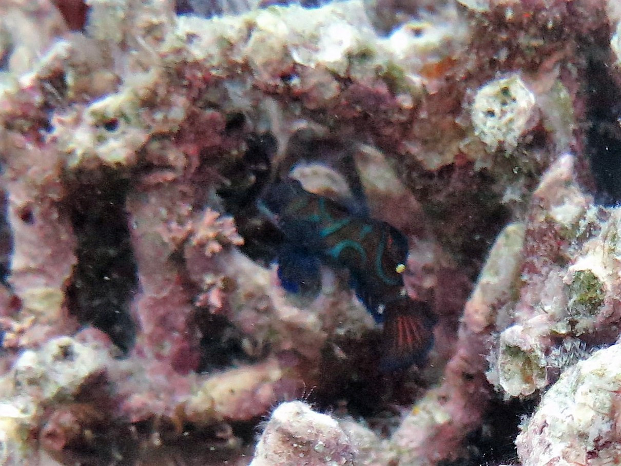 Lighthouse Dive Site, Philippines