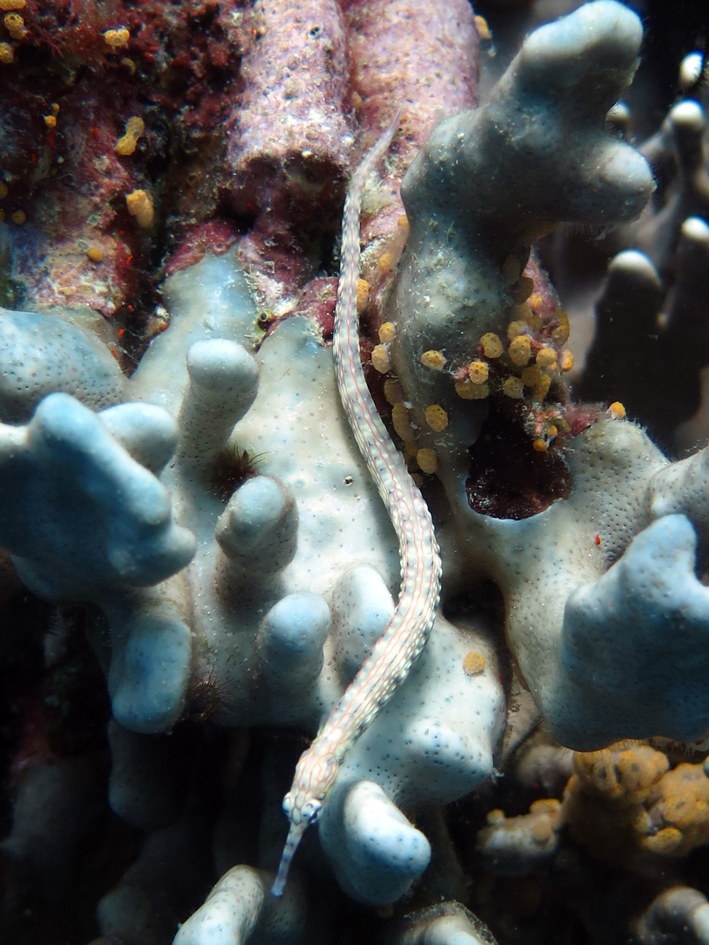 Dolphin House Dive Site, Philippines