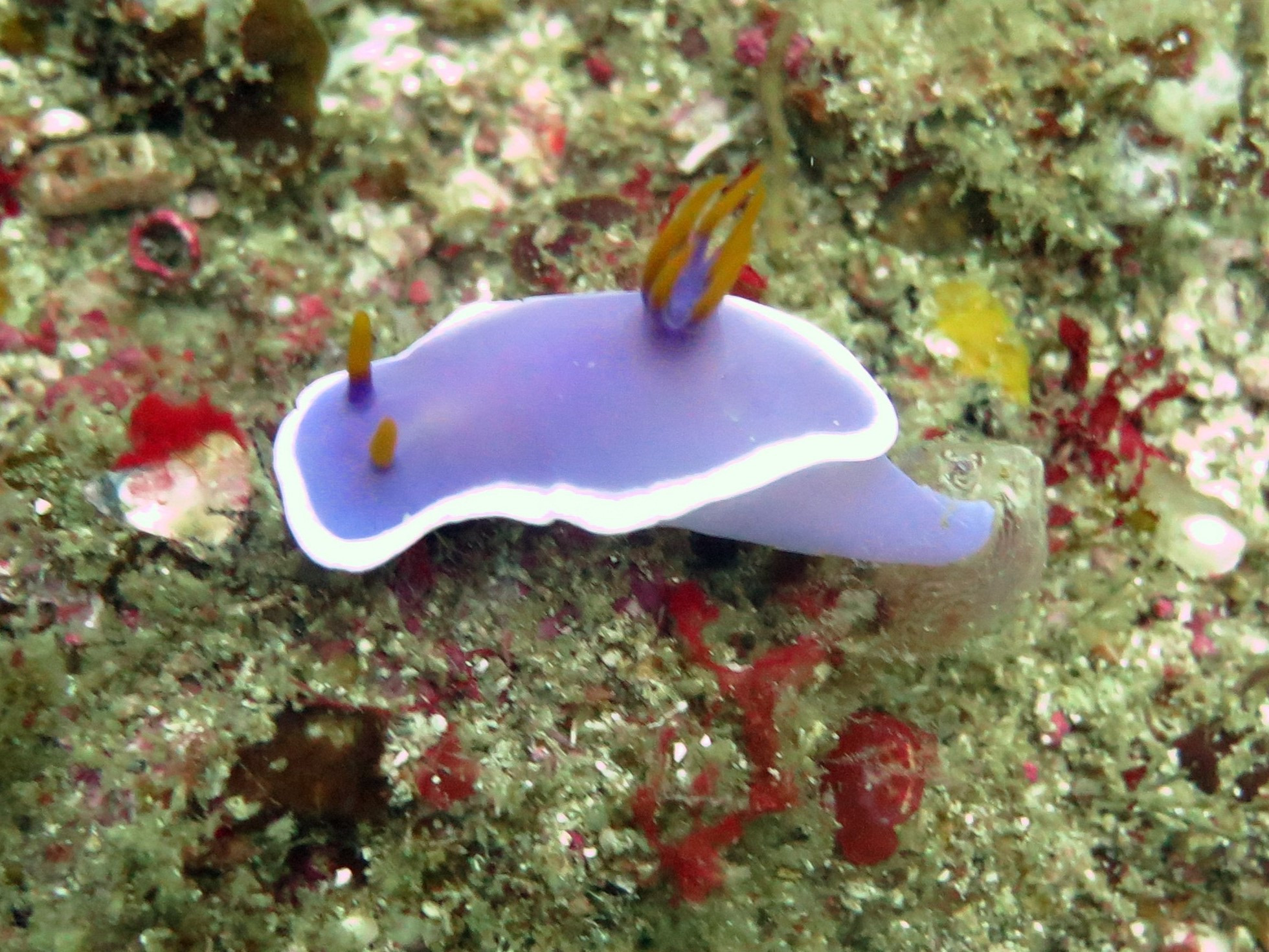 Nudibranch