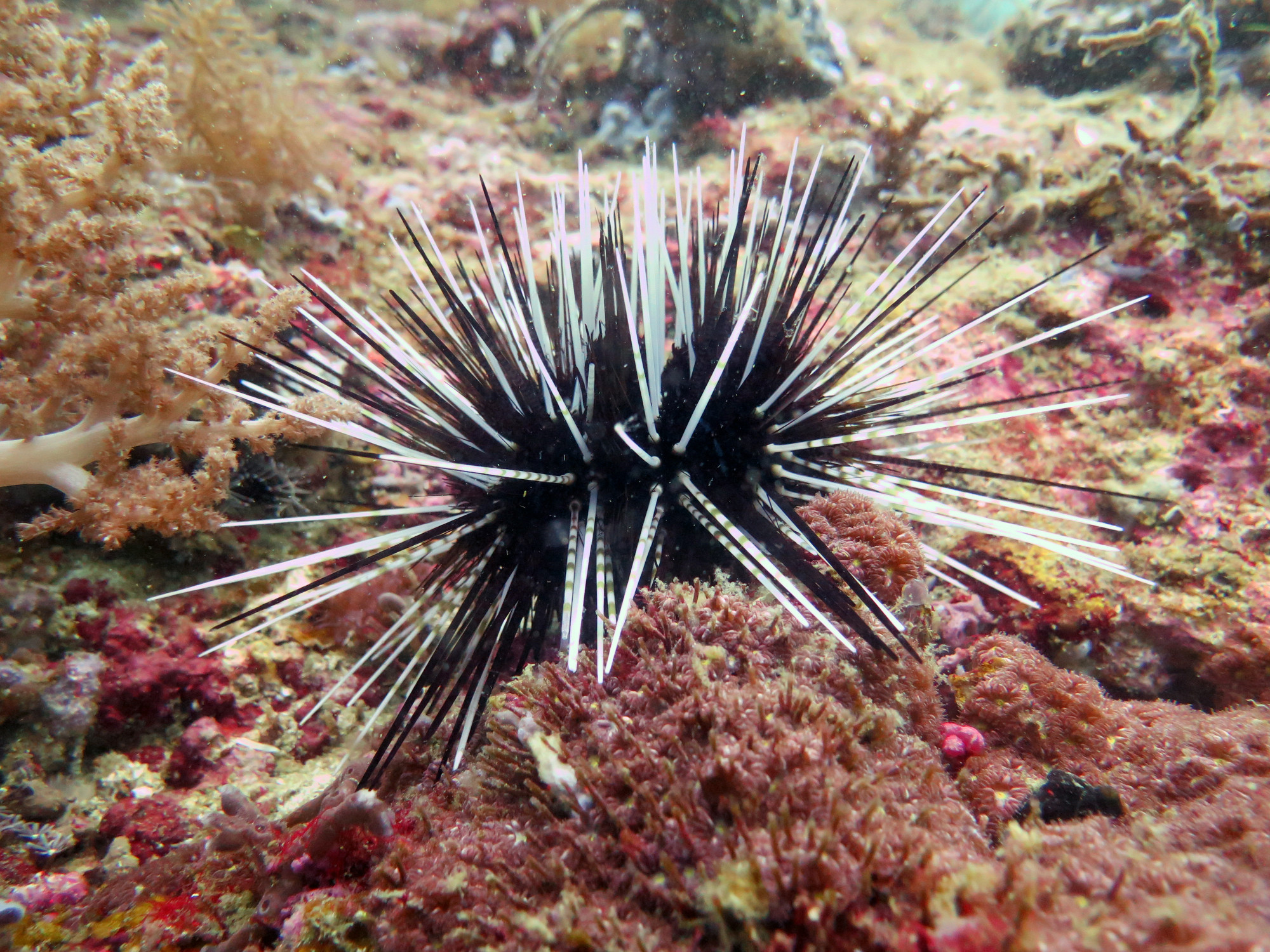 North Wall Dive Site, Филиппины