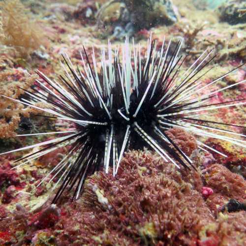 North Wall Dive Site, Филиппины