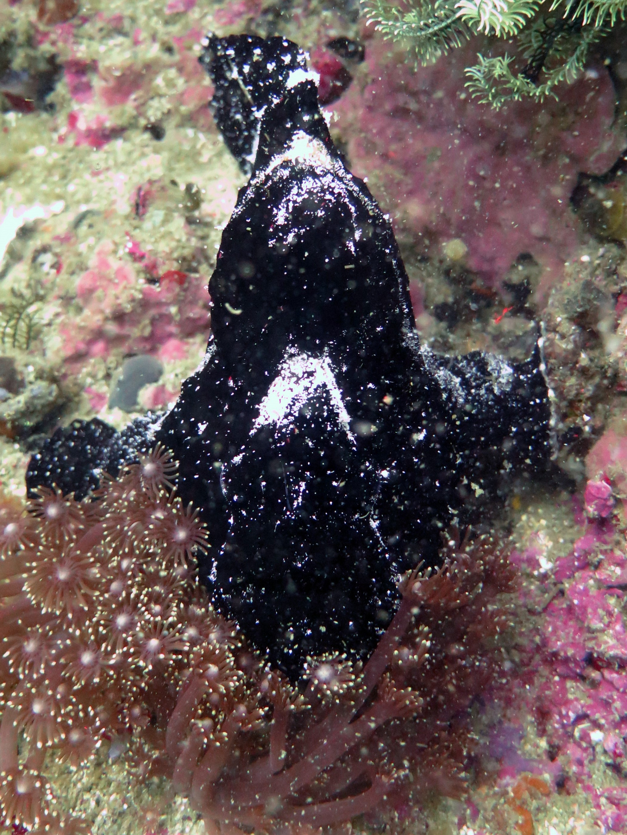 Frog Fish