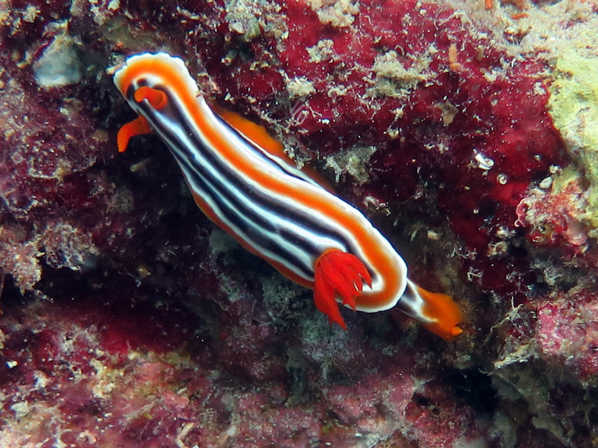 House Reef, Philippines