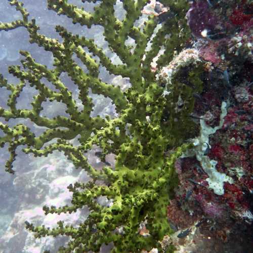 Sampanguita Reef