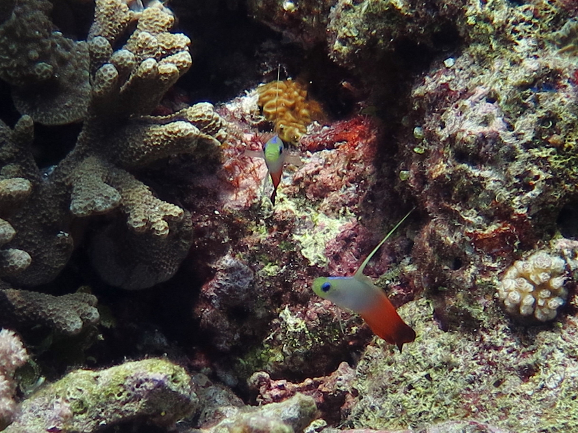 Apo Reef, Philippines