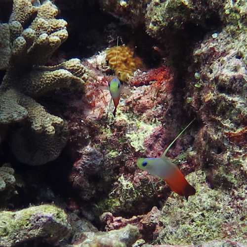 Apo Reef, Philippines