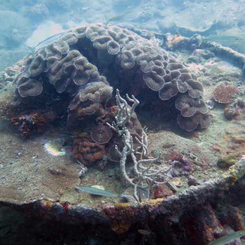 Olympia Maru Wreck, Philippines