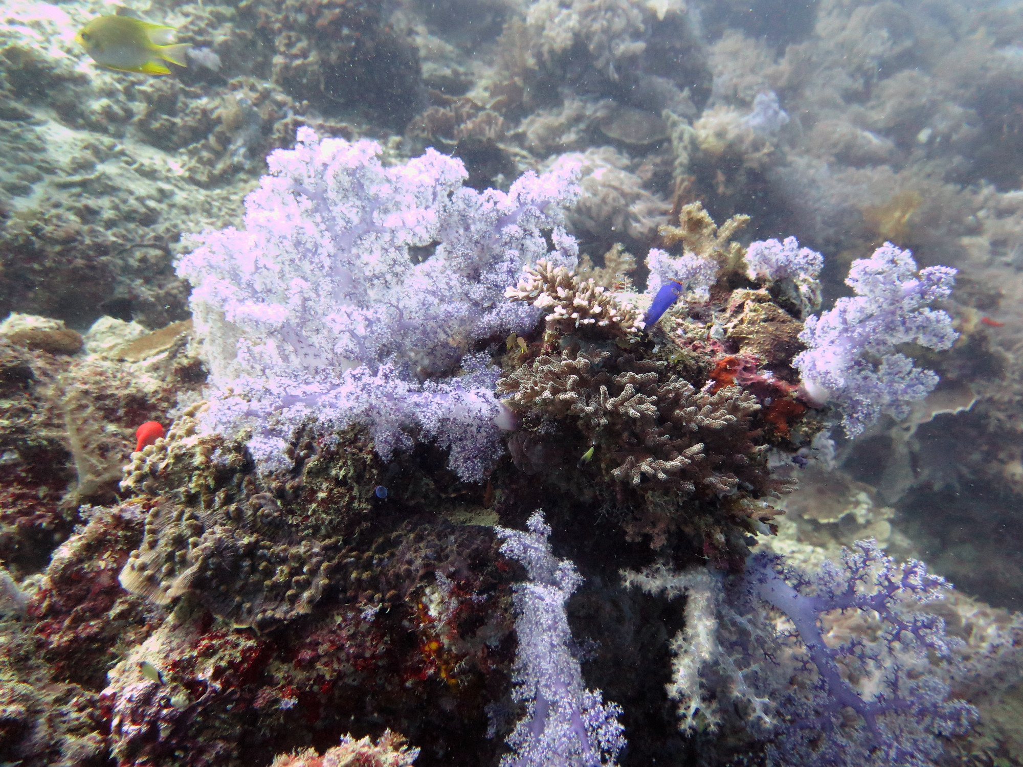 White Beach Dive Site, Филиппины