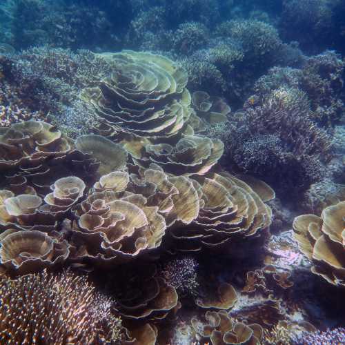 Sampanguita Reef, Philippines