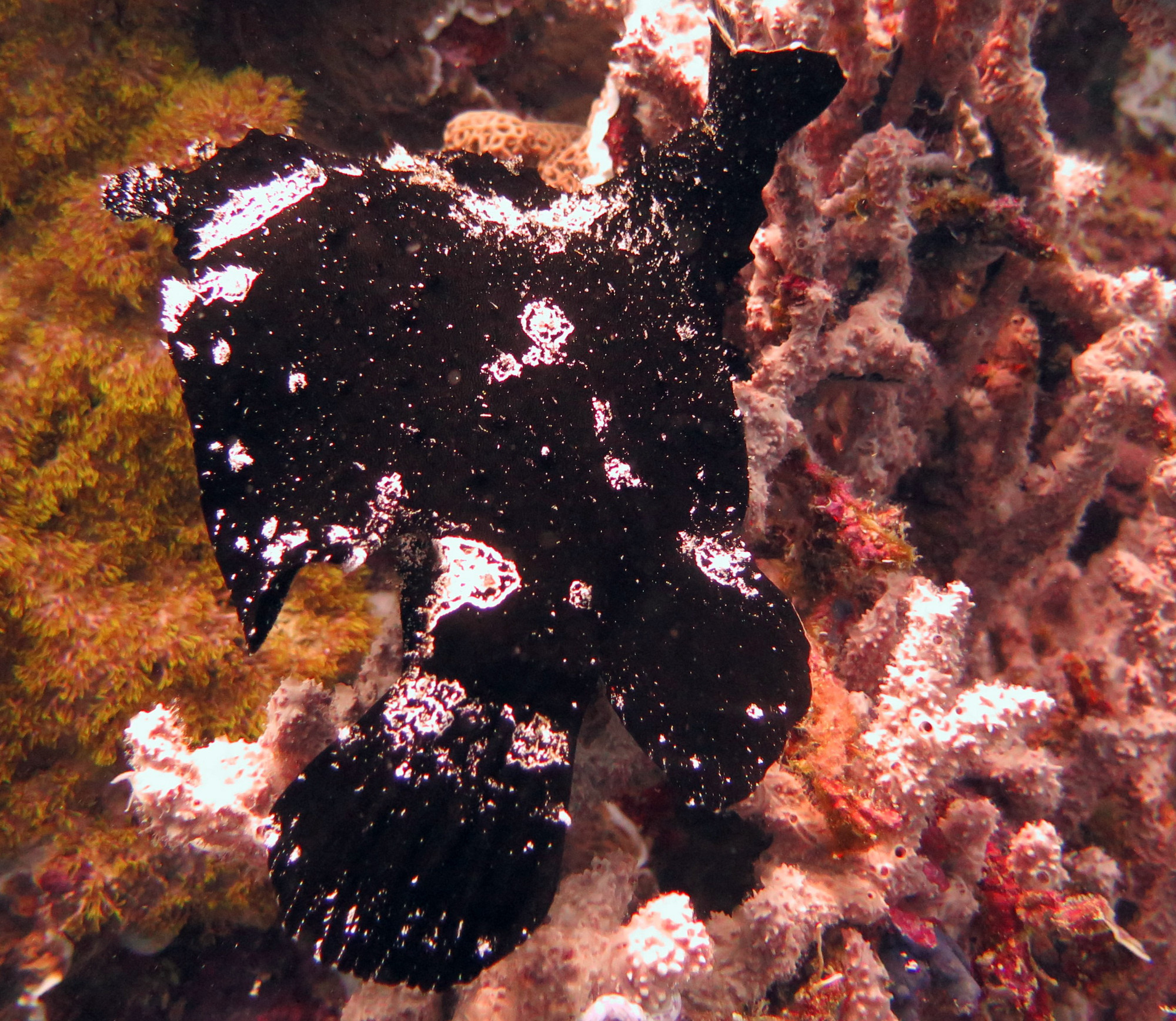 Tongo Marine Sanctuary, Philippines