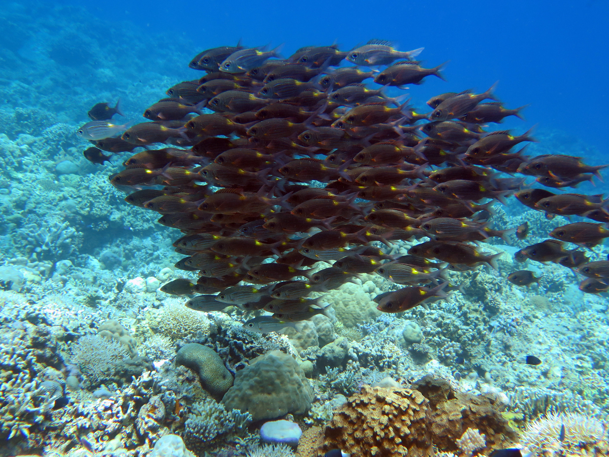 Apo Reef, Филиппины