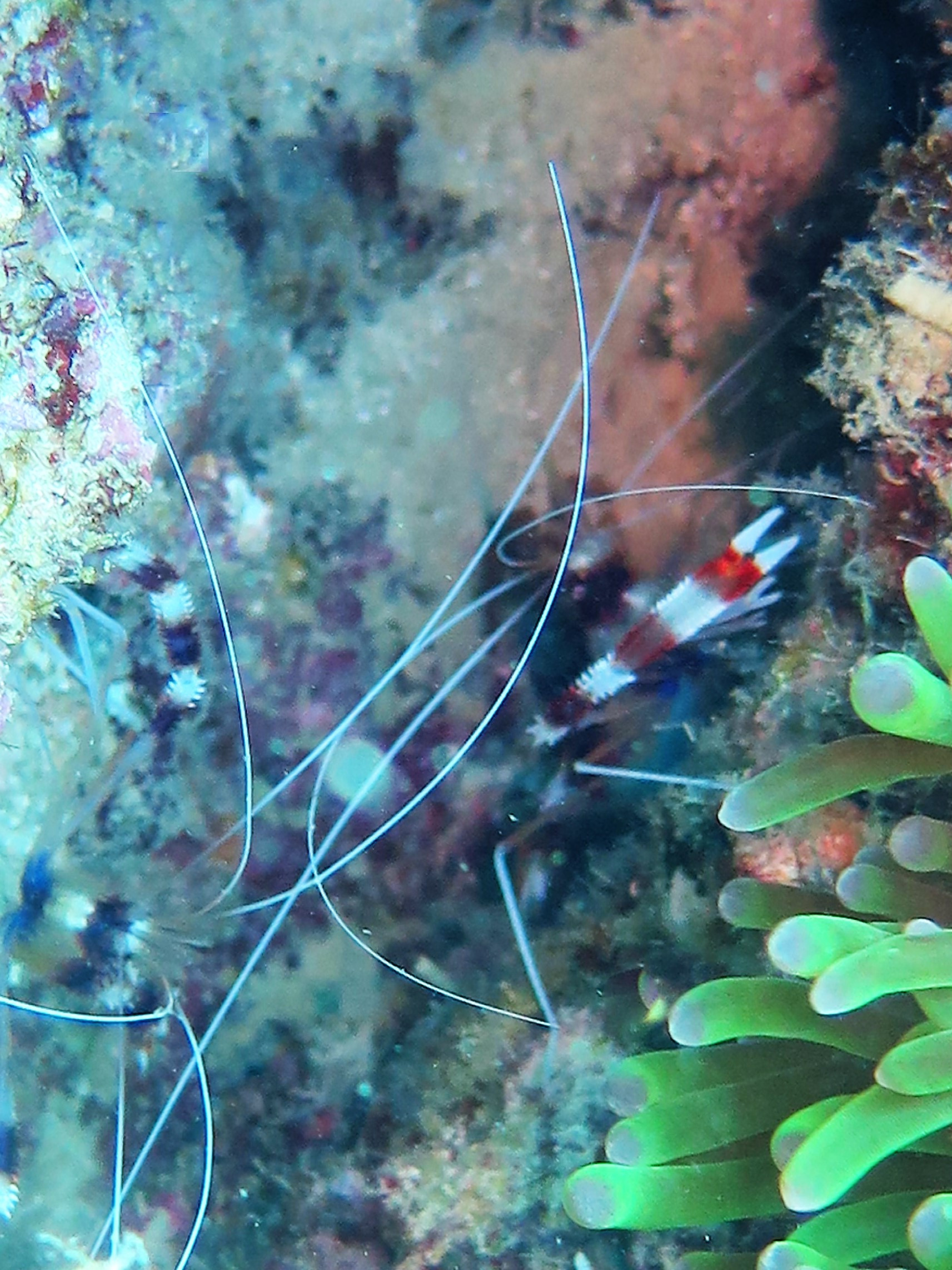 White Beach Dive Site, Филиппины