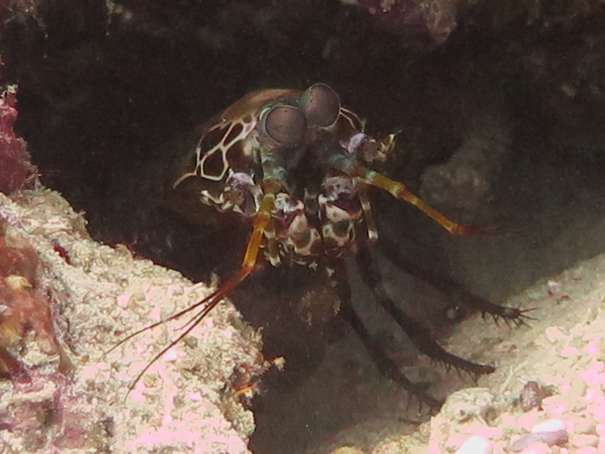 White Beach Dive Site, Филиппины