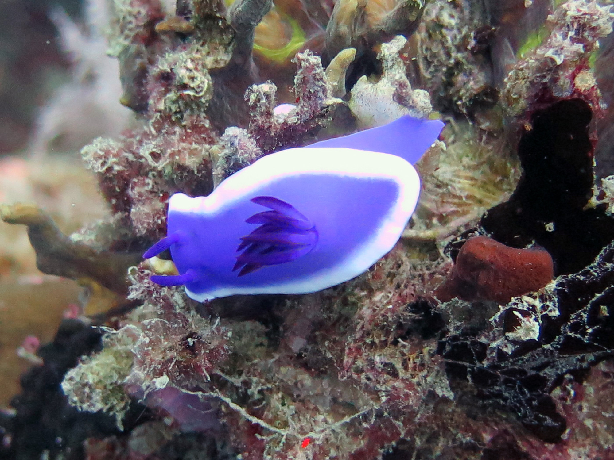 Alcatraz Dive Site, Philippines