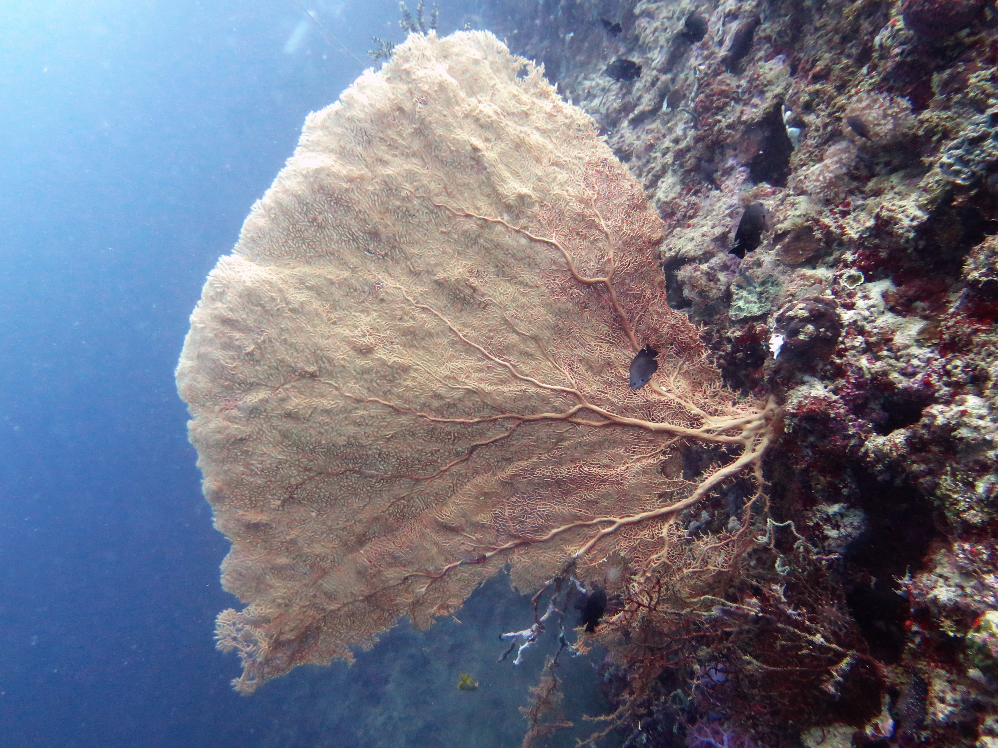 White Beach Dive Site, Филиппины