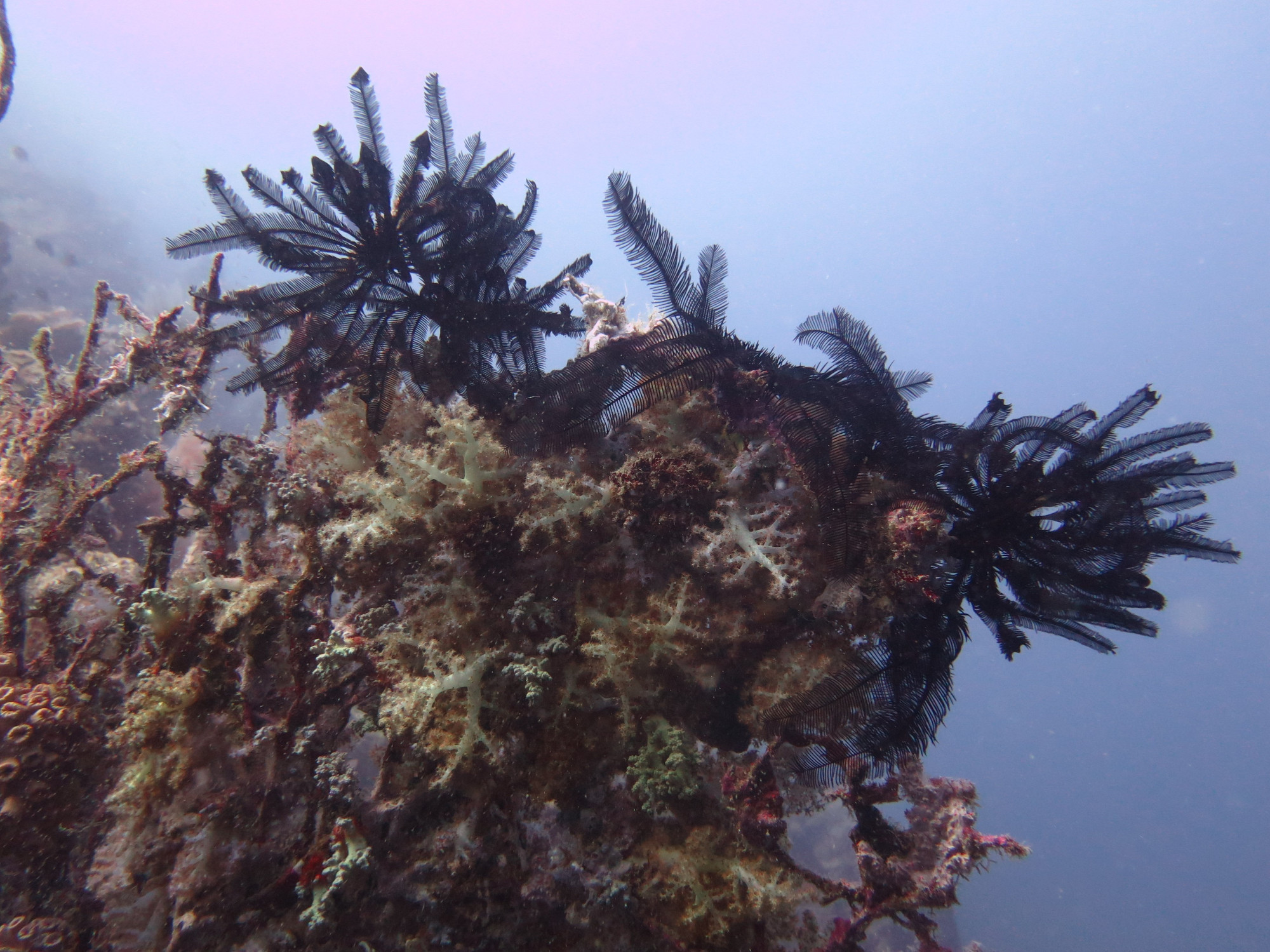 White Beach Dive Site, Филиппины