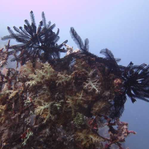 White Beach Dive Site, Philippines