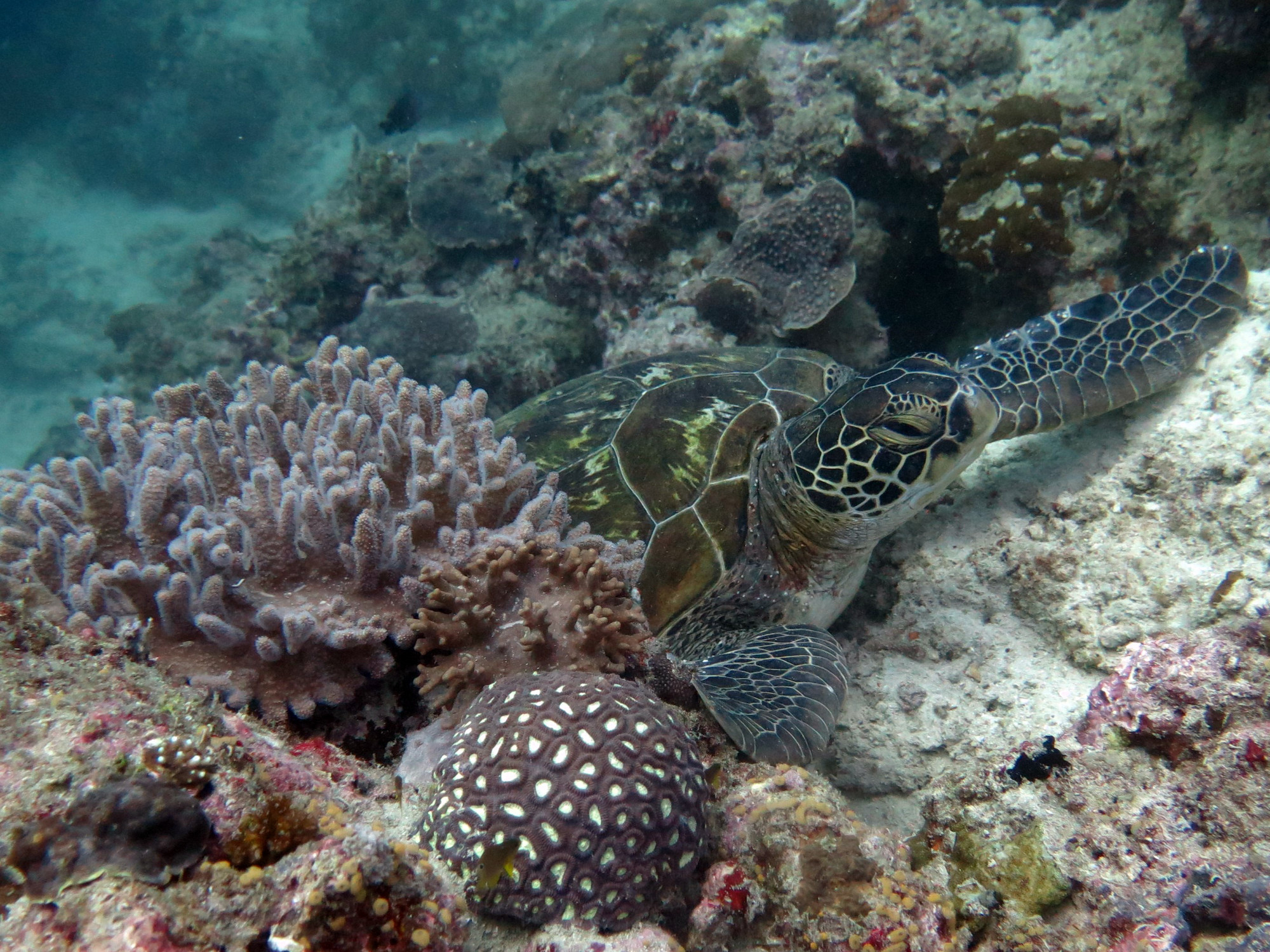 House Reef, Филиппины