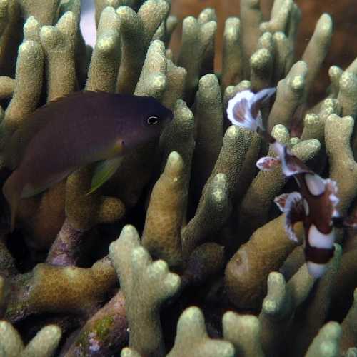 Sampanguita Reef, Philippines
