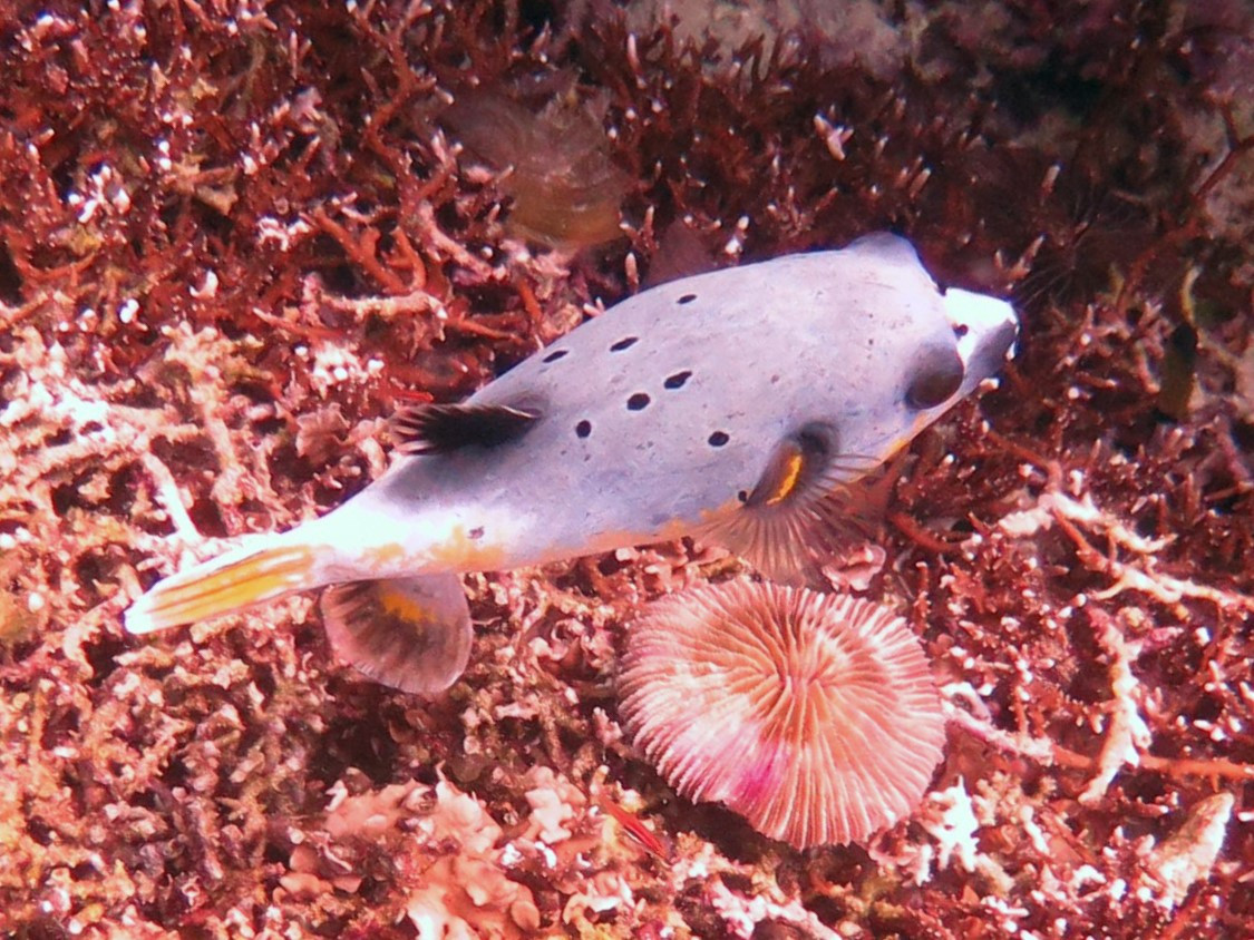 Sampanguita Reef, Филиппины