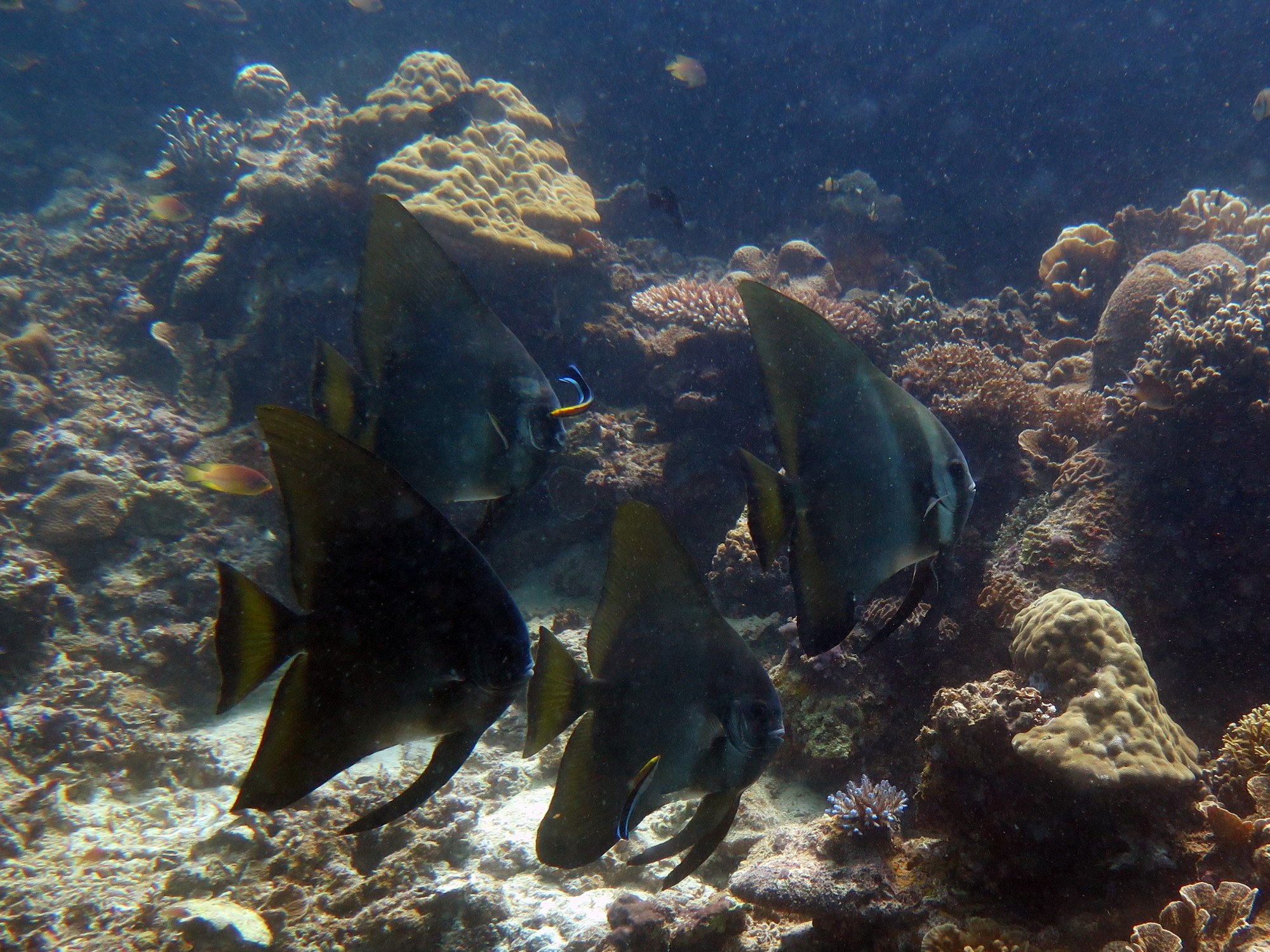 Tongo Marine Sanctuary, Филиппины