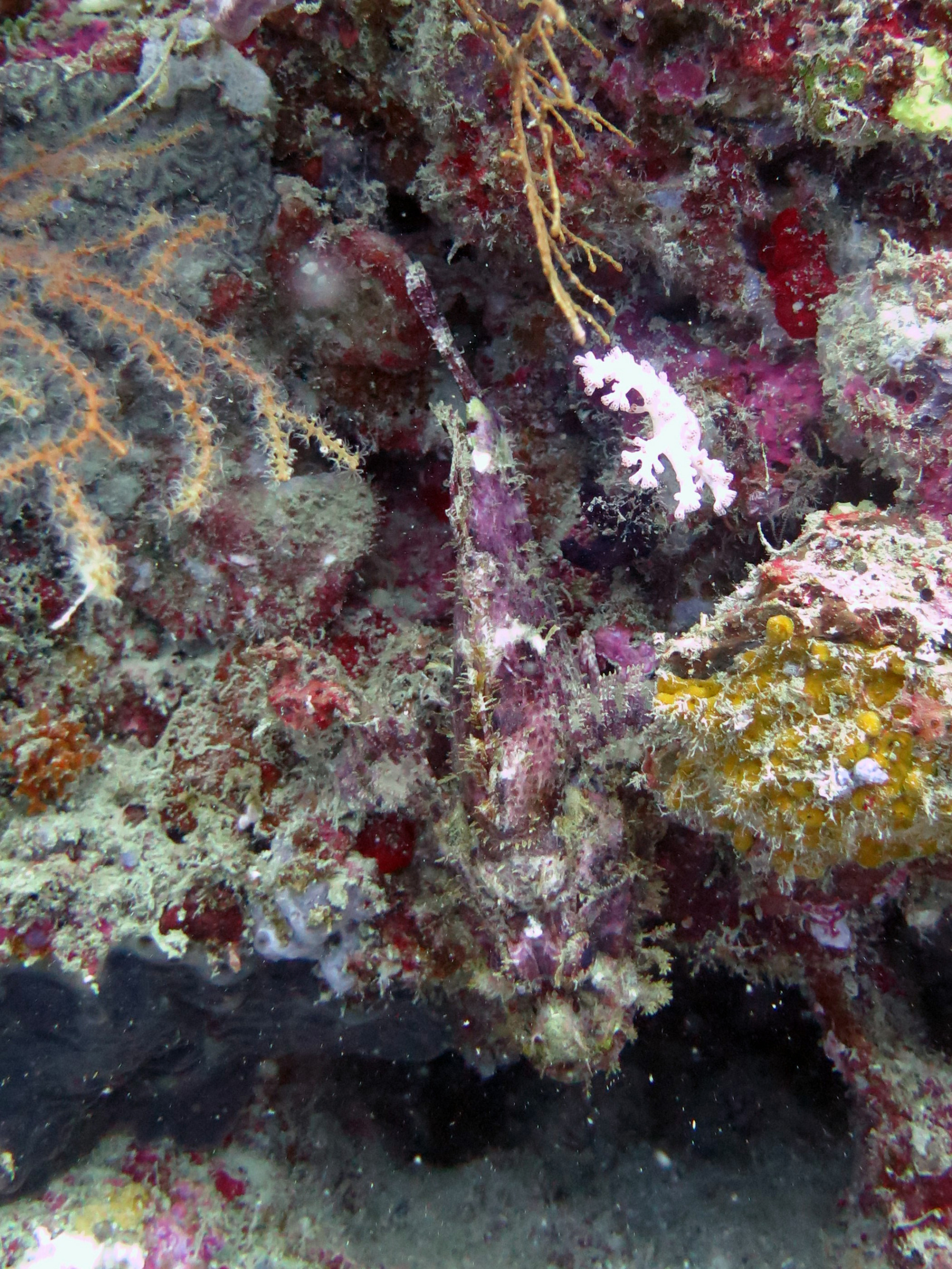 Alcatraz Dive Site, Philippines